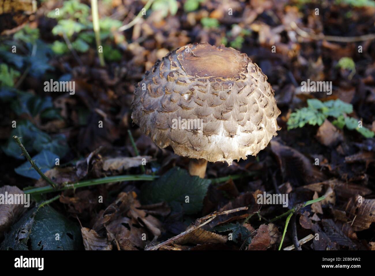 Coulemelle Macrolepiota procera, Banque D'Images