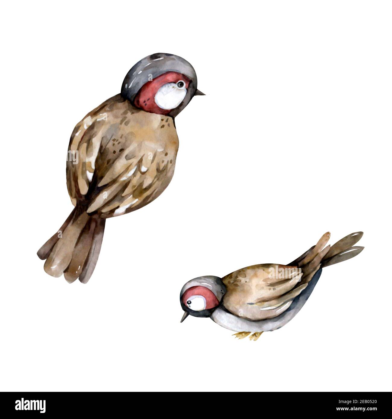 Deux dessins animés Fly sparrow isolé aquarelle illustration fond blanc Banque D'Images