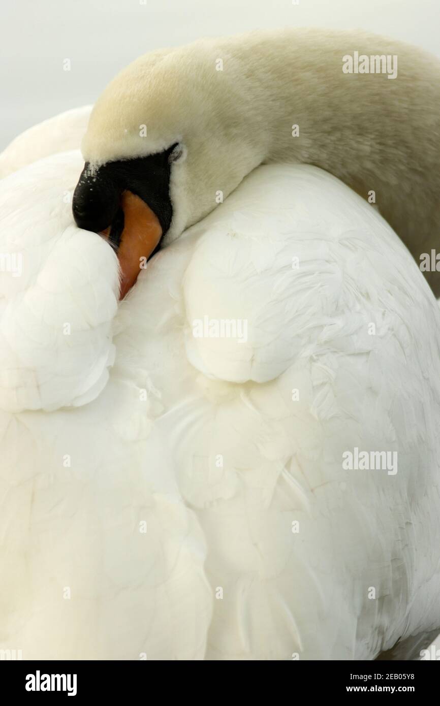 Un CoB Mute Swan dort lors d'une froide journée d'hiver. Protégé par la loi depuis 1387 après J.-C. ces oiseaux d'eau régale sont retrouvés toute l'année sur de nombreuses voies navigables britanniques. Banque D'Images