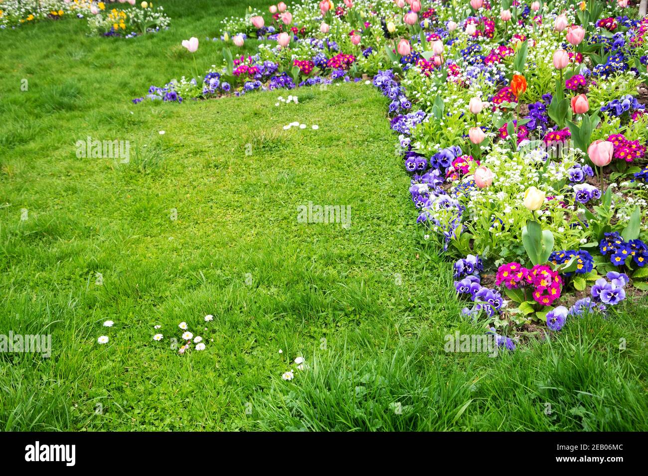 Jardin de printemps. Jardin français au printemps. Parterre de fleurs colorées dans le parc avec des fleurs de tulipe, de bellis, de pansy, de pâquerette, de alto; pelouse verte vive Banque D'Images