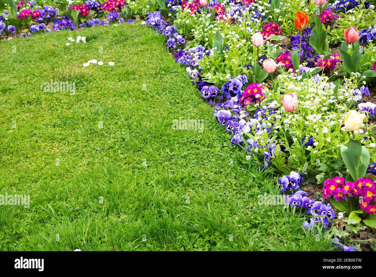 Jardin de printemps. Jardin français au printemps. Parterre de fleurs colorées dans le parc avec des fleurs de tulipe, de bellis, de pansy, de pâquerette, de alto; pelouse verte vive Banque D'Images