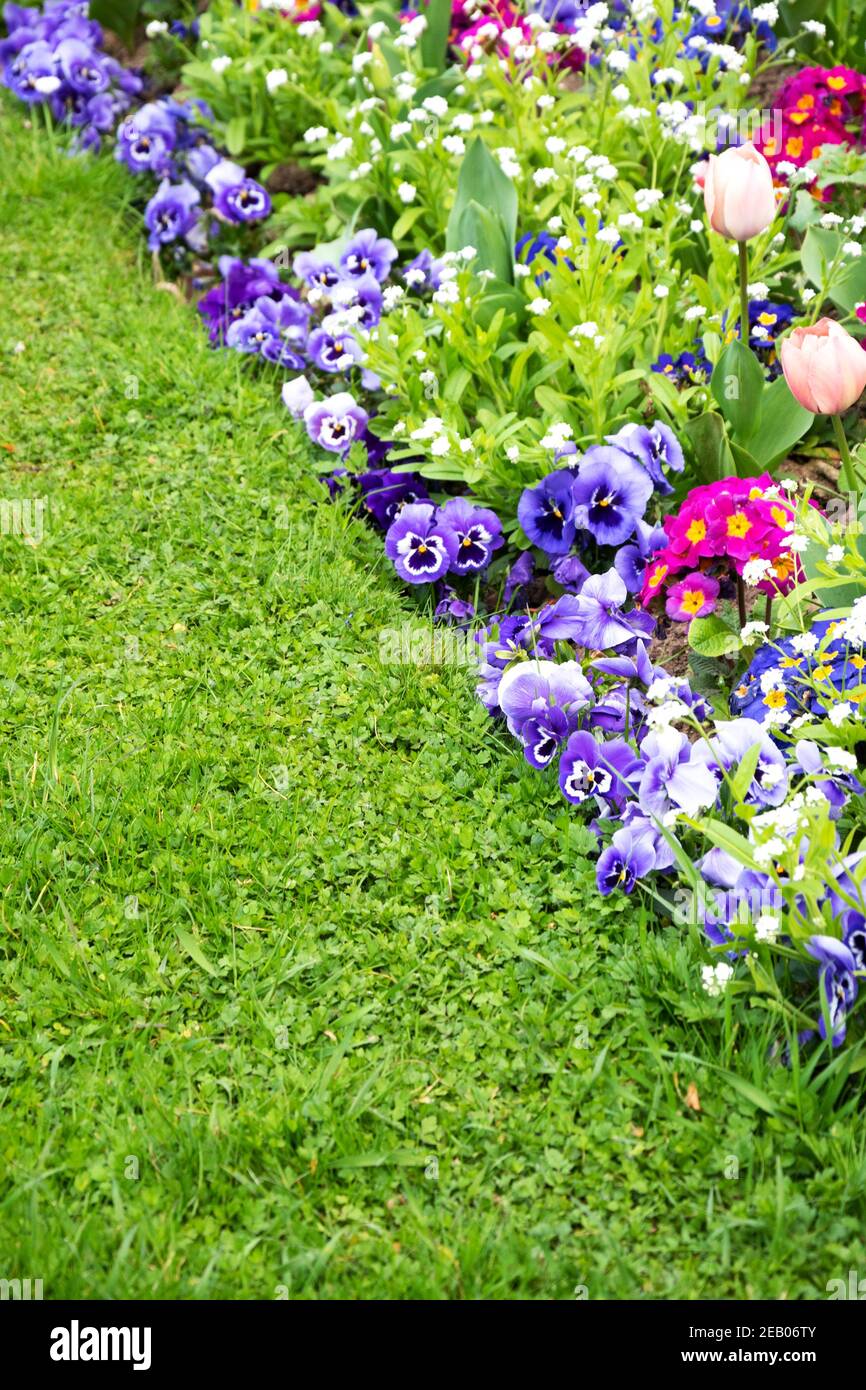 Jardin de printemps. Jardin français au printemps. Parterre de fleurs colorées dans le parc avec des fleurs de tulipe, de bellis, de pansy, de pâquerette, de alto; pelouse verte vive Banque D'Images