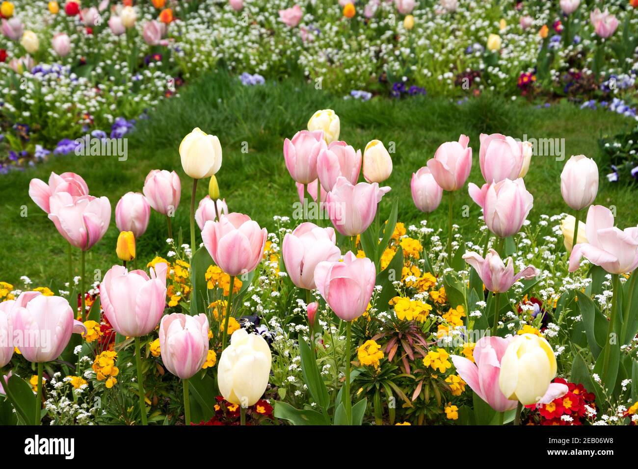 Jardin de printemps. Jardin français au printemps. Parterre de fleurs colorées dans le parc avec des fleurs de tulipe, de bellis, de pansy, de pâquerette, de alto; pelouse verte vive Banque D'Images