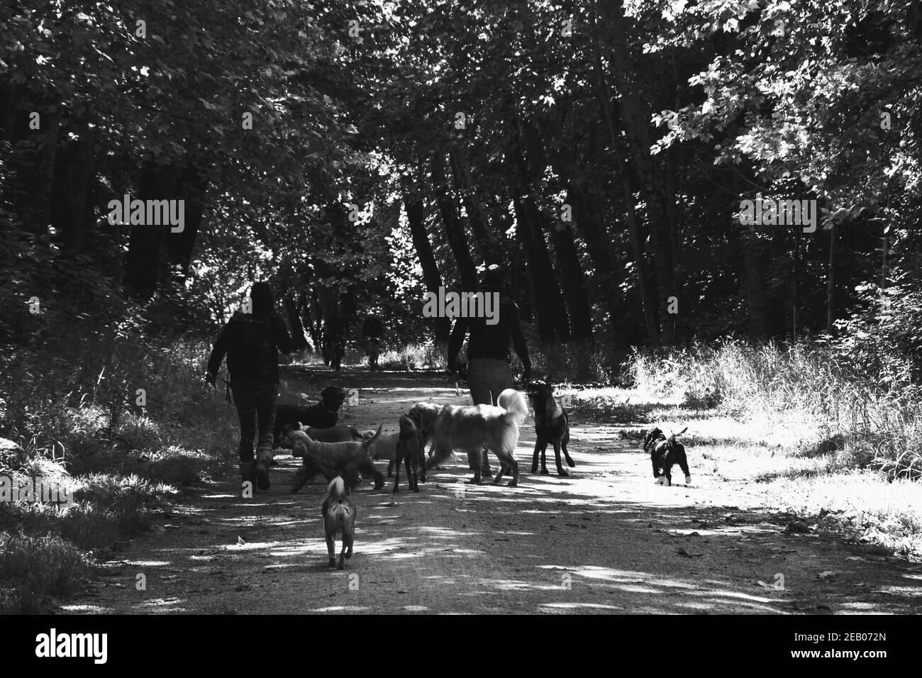 Service de marche en crabe. Jeune homme et jeune femme (méconnaissable; vue arrière) marchant à l'extérieur des chiens dans la forêt de Vincennes à Paris, France. Photo noir et blanc Banque D'Images