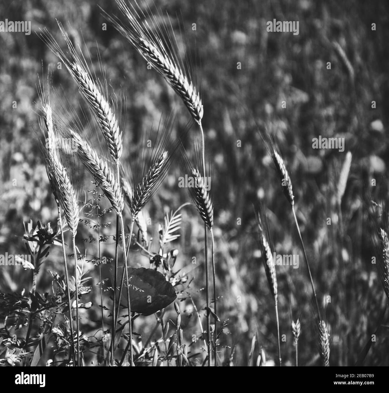 Jour du souvenir. Deuil de fleurs et d'oreilles de pavot. Fleurs de cimetière funéraire. Arrière-plan rétro triste et moody. Mise au point sélective et bokeh flou. Banque D'Images