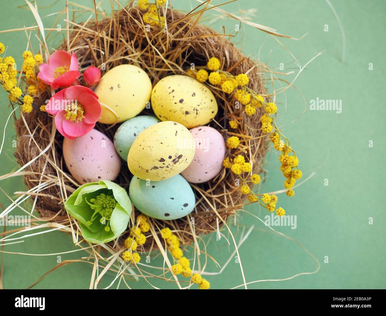 Peint oeufs de Pâques avec mimosa, fleurs de printemps roses et vertes dans le nid de petit oiseau avec foin sur fond vert. Banque D'Images