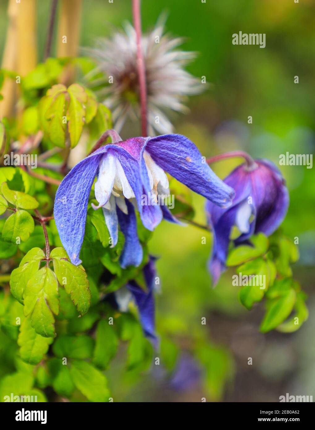 A Clematis alpina 'Frances Rivis', un clematis d'escalade à floraison printanière, - Printemps (Mai) Angleterre, Royaume-Uni Banque D'Images