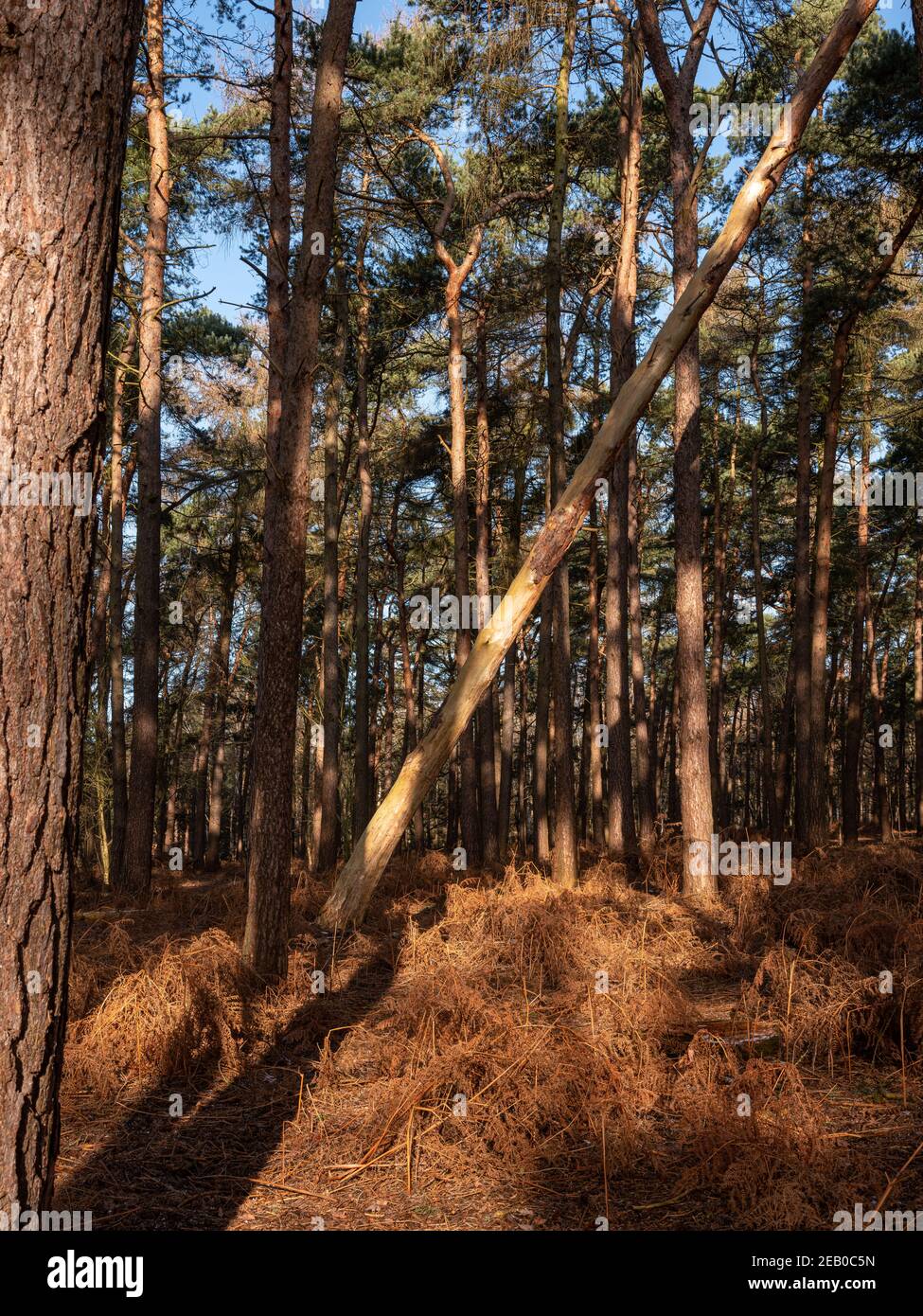 Woodland pris un jour couvert au Royaume-Uni Banque D'Images