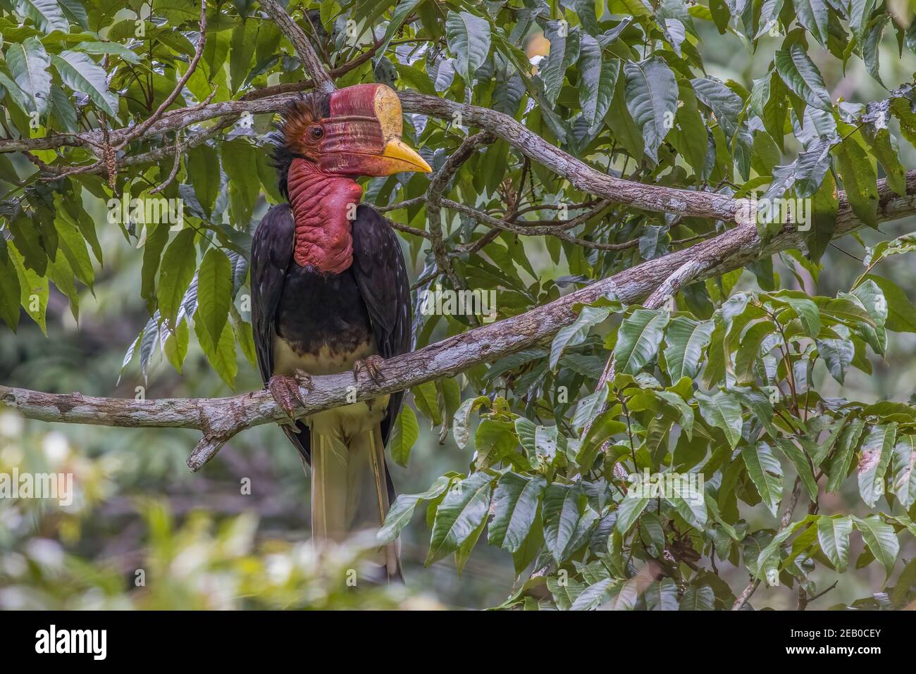 Hornbill hellabien Rhinoplax vigile perch sur une branche de près Banque D'Images