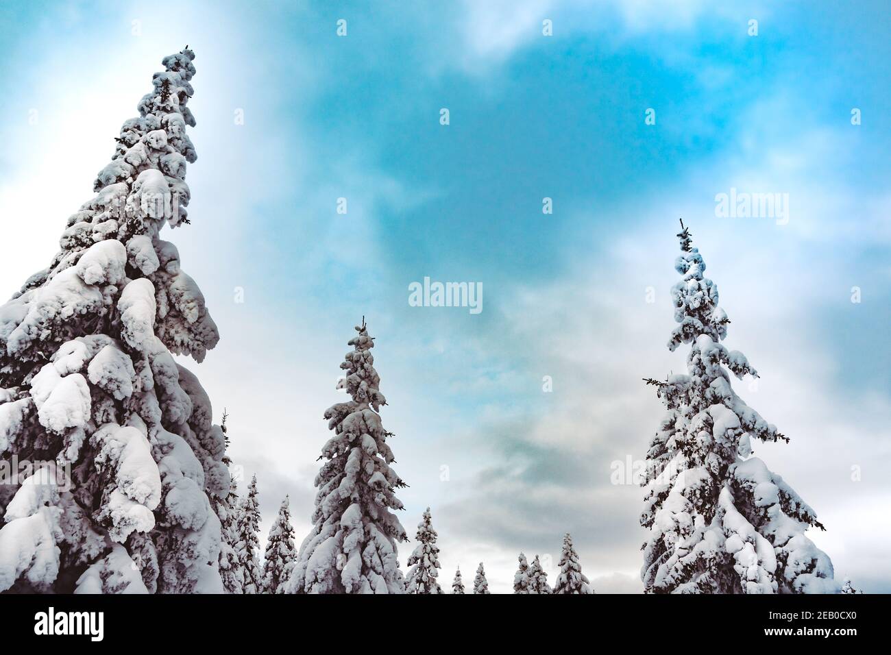 Sommet de sapins enneigés dans un ciel bleu. Forêt d'hiver gelée le jour ensoleillé Banque D'Images