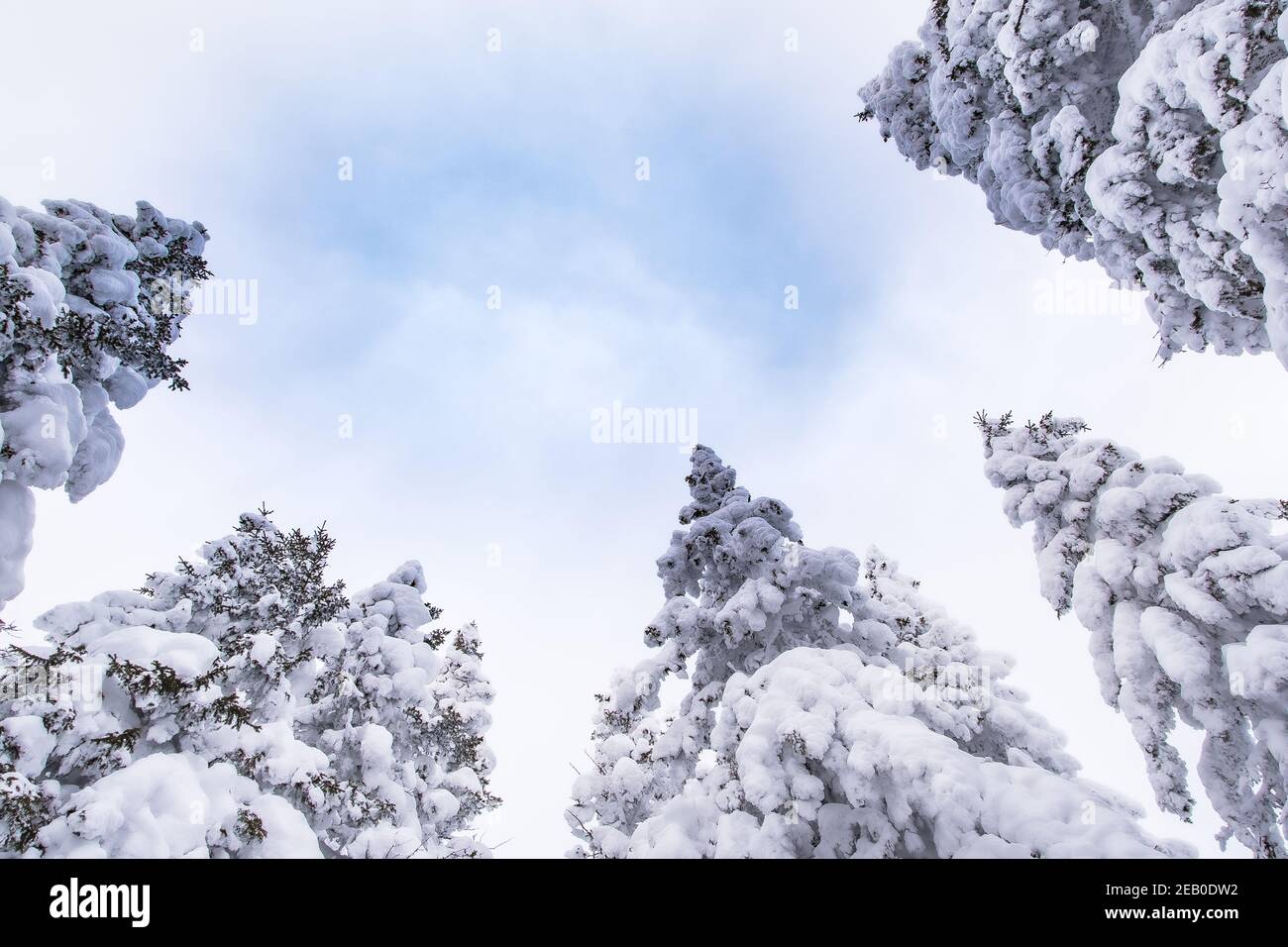 Sommet de sapins enneigés dans un ciel bleu. Forêt d'hiver gelée le jour ensoleillé Banque D'Images