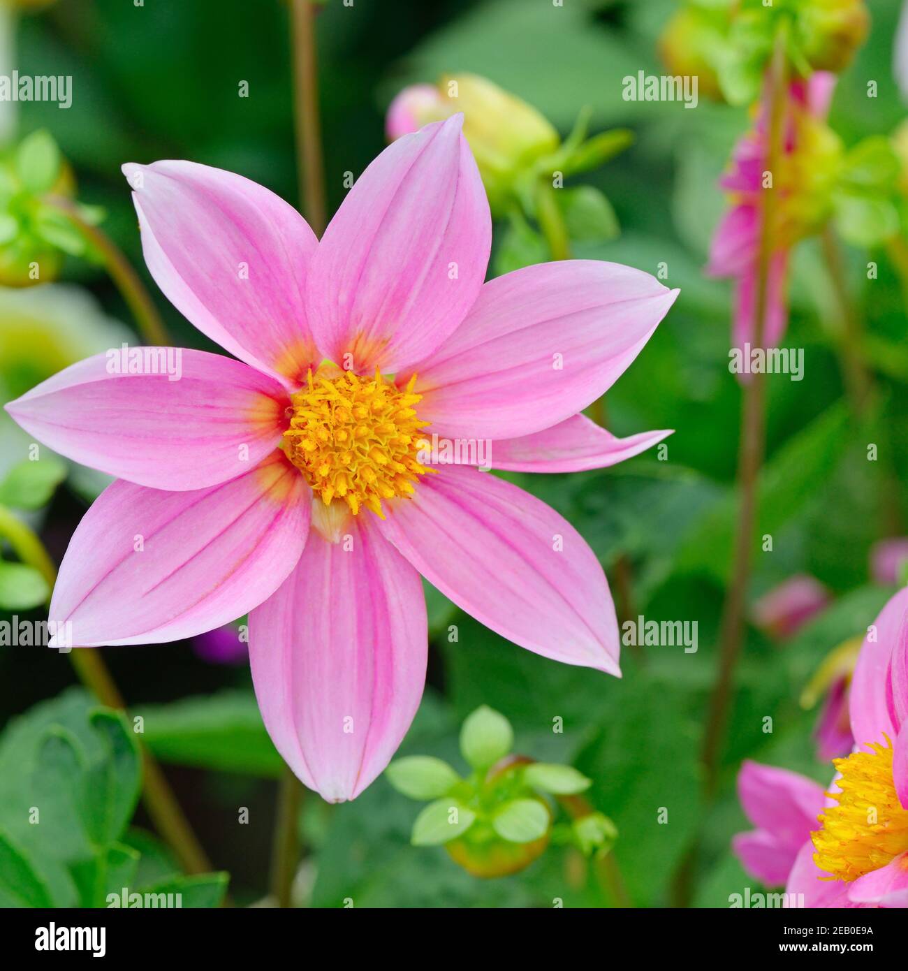 Dahlia sur fond de fleurs. L'accent sur fleur. Profondeur de champ. Banque D'Images
