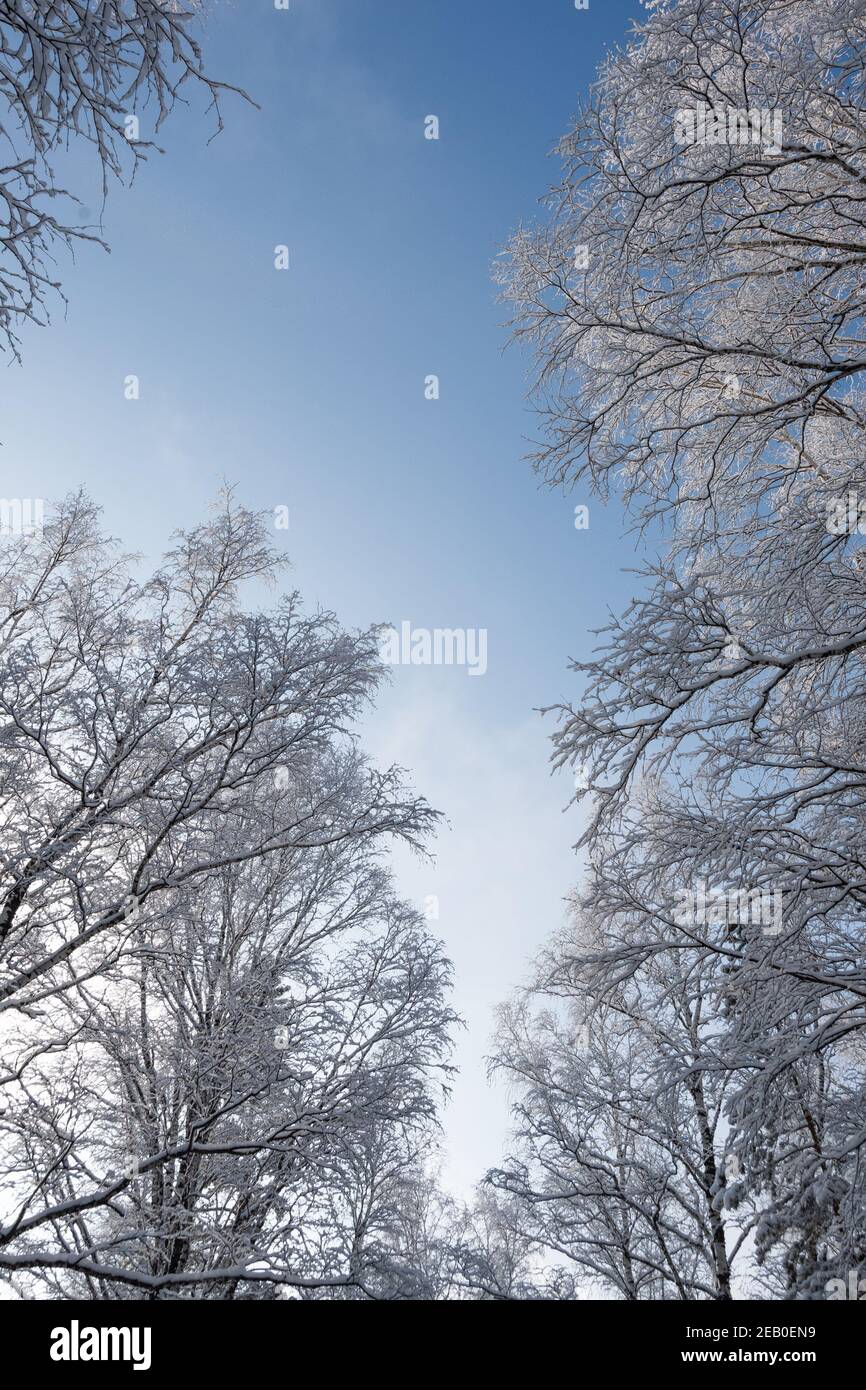 Branches en gel contre ciel bleu. Forêt de neige en velours blanc. Vue de bas en haut par temps froid ensoleillé. Banque D'Images