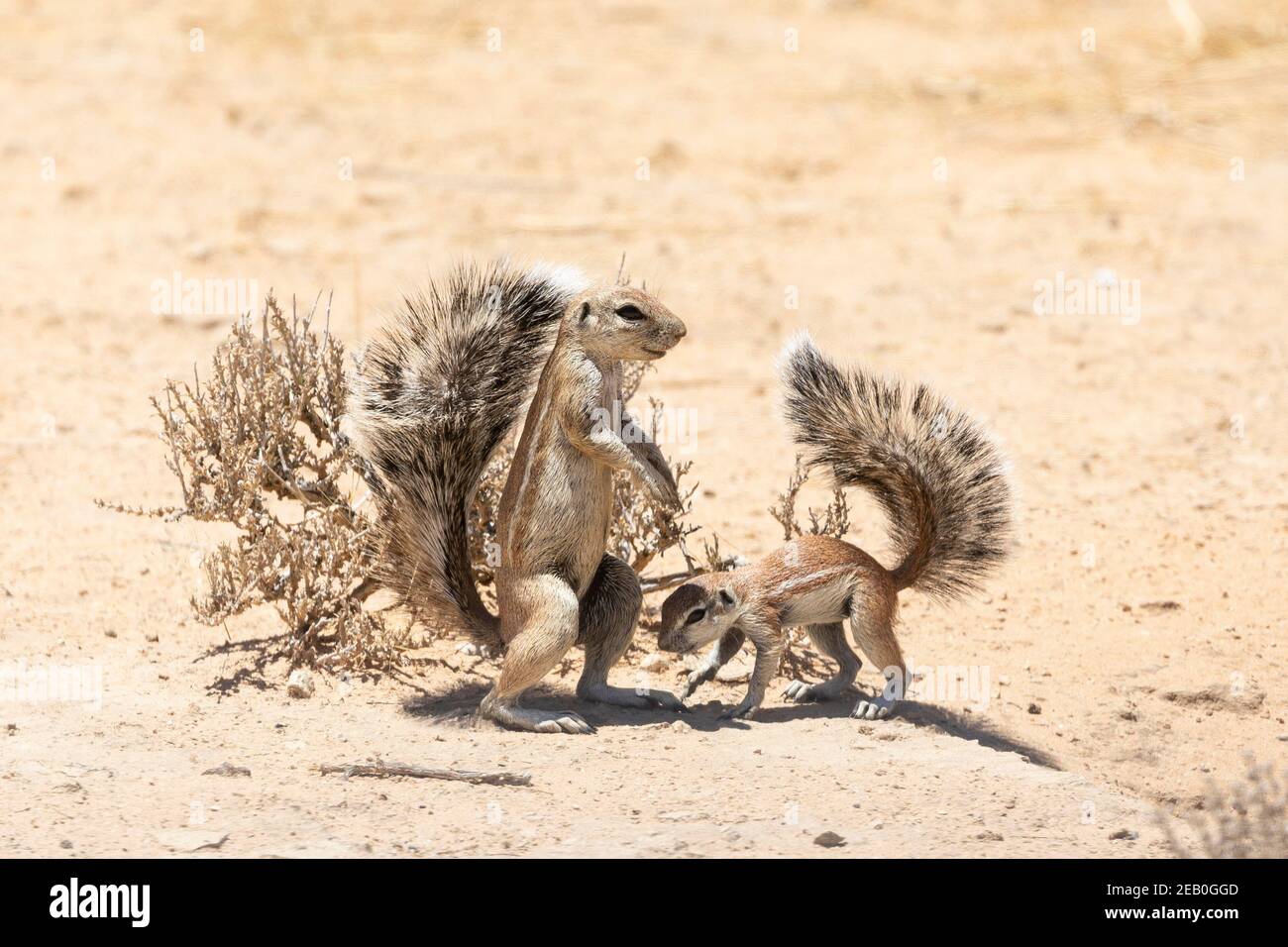 Cape / South African Ground Squirrel (Xerus inauris) adulte avec bébé au parc transfrontalier Kgalagadi Burrow, Kalahari, Cap Nord, Afrique du Sud Banque D'Images