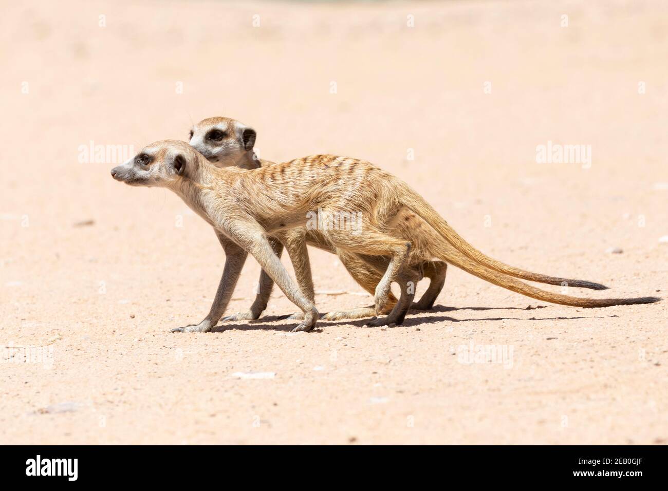 Meerkat à queue élancée ou Suricate (Suricata suricata) Parc transfrontalier de Kgalagadi, Kalahari, Cap Nord, Afrique du Sud Banque D'Images