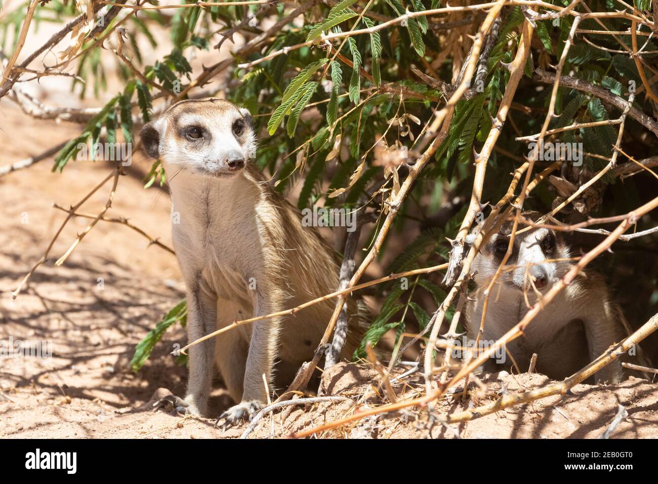 Meerkat à queue élancée ou Suricate (Suricata suricata) Parc transfrontalier de Kgalagadi, Kalahari, Cap Nord, Afrique du Sud Banque D'Images