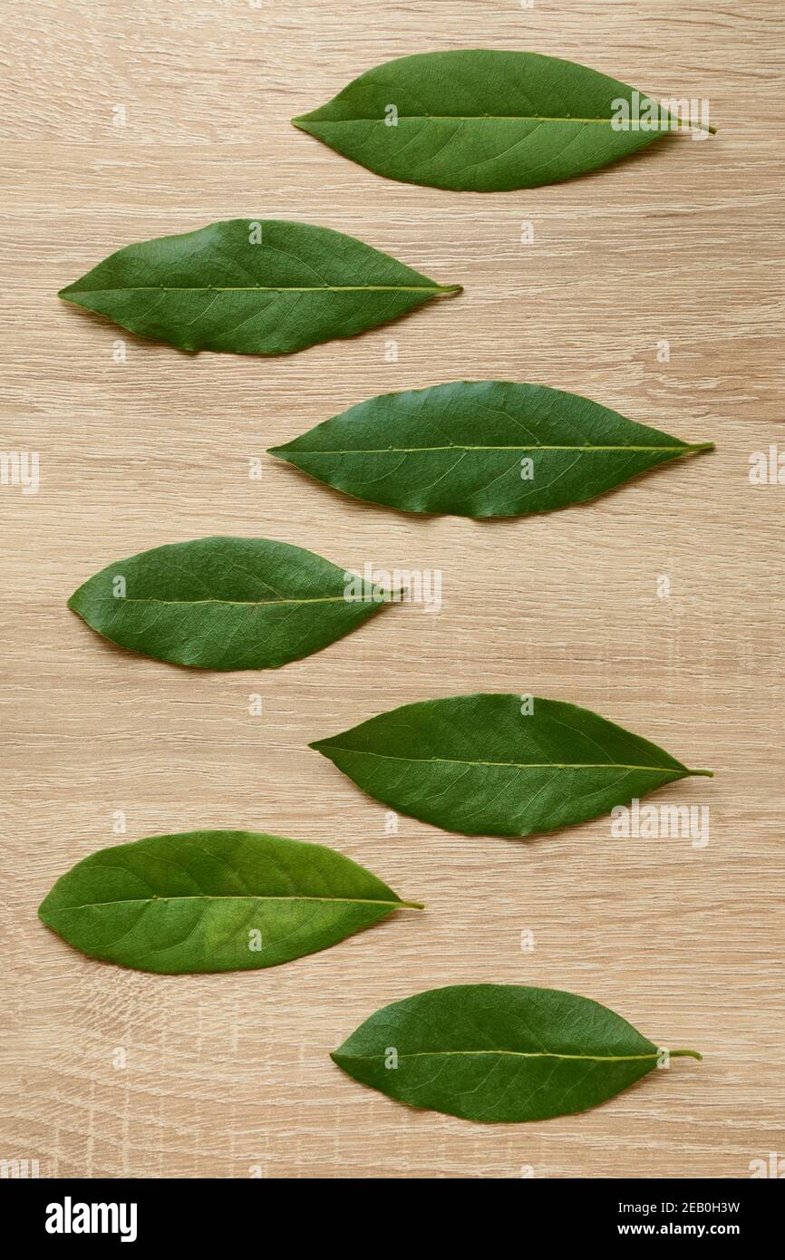 Feuilles de Laurier séchées disposées sur la table, vue de dessus, épices Banque D'Images