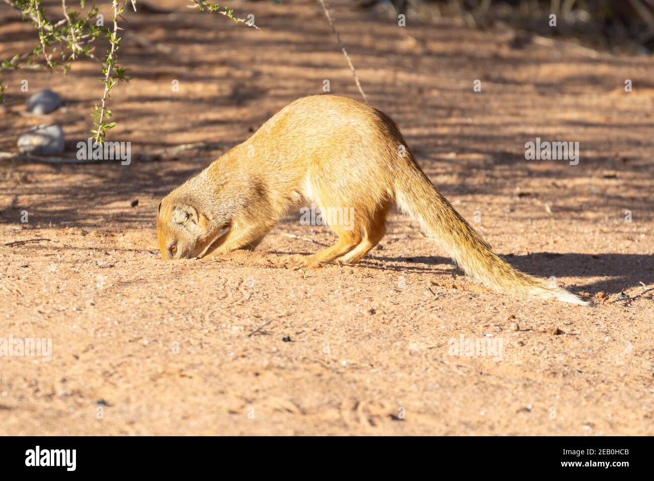 Mongoose jaune (Cyctis penicillata) Parc transfrontalier Kgalagadi, Kalahari, Cap Nord, Afrique du Sud. Hôte de la souche viverride de la rage Banque D'Images