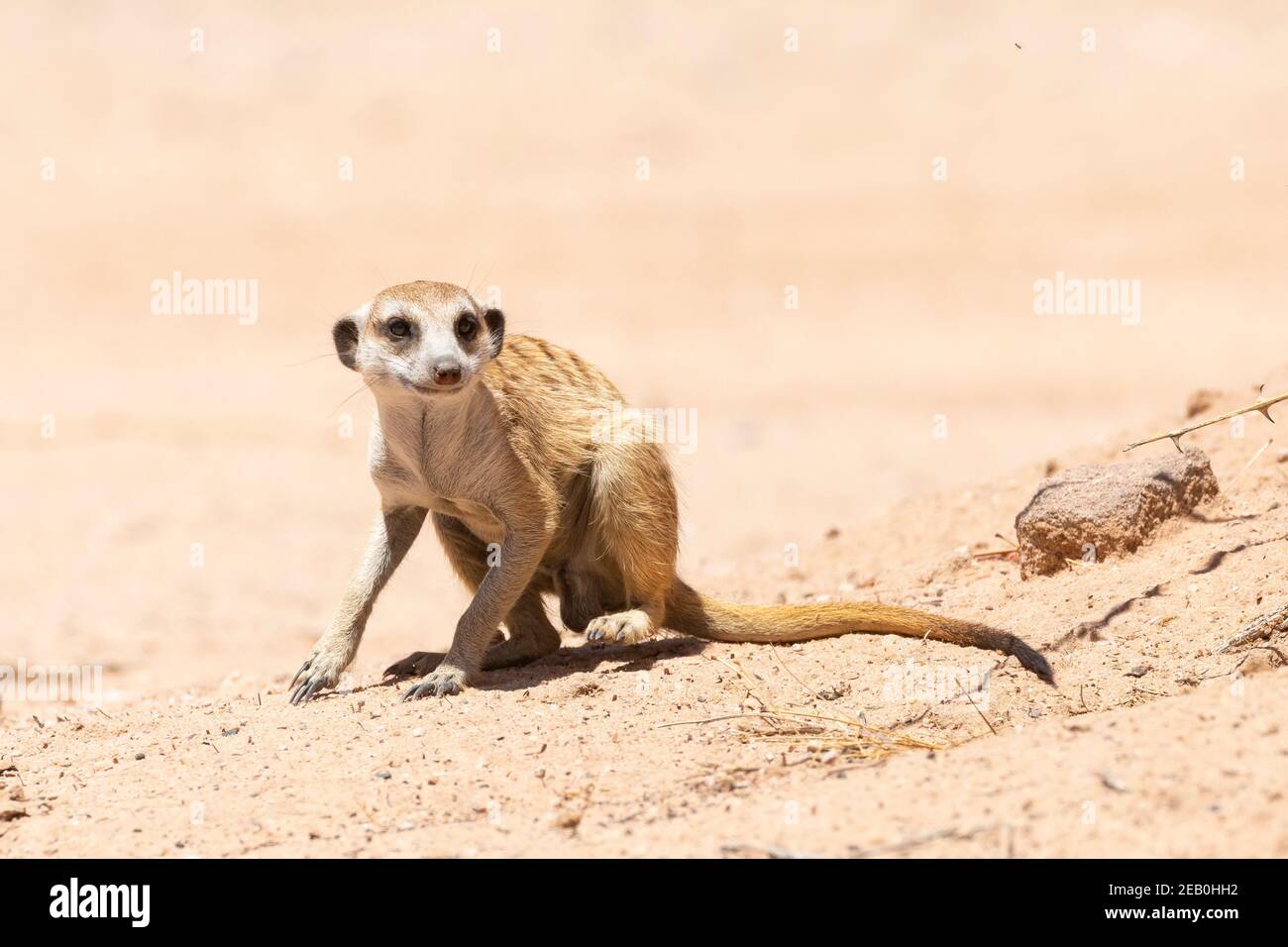 Meerkat à queue élancée ou Suricate (Suricata suricata) Parc transfrontalier de Kgalagadi, Kalahari, Cap Nord, Afrique du Sud Banque D'Images