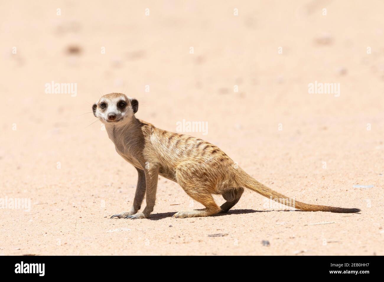 Meerkat à queue élancée ou Suricate (Suricata suricata) Parc transfrontalier de Kgalagadi, Kalahari, Cap Nord, Afrique du Sud Banque D'Images