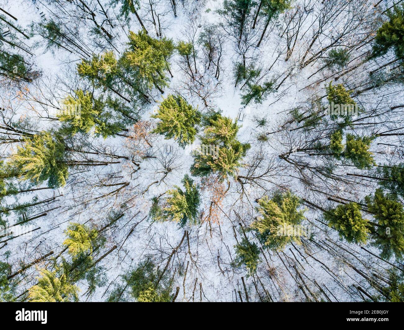 Vue aérienne de la forêt en hiver Banque D'Images