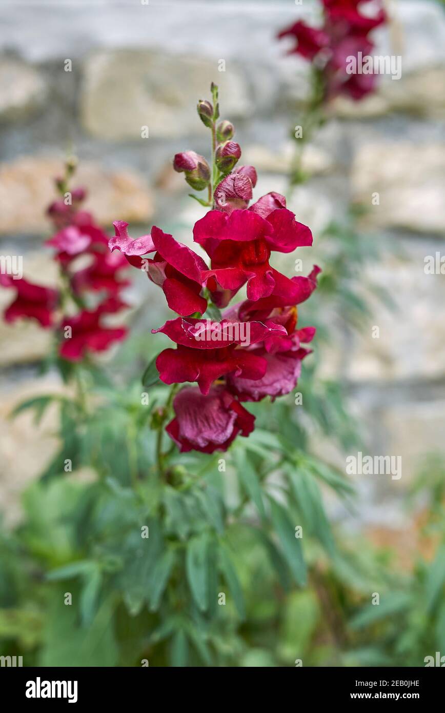 Antirrhinum majus fleurs colorées Banque D'Images