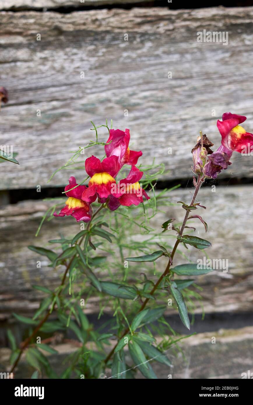 Antirrhinum majus fleurs colorées Banque D'Images