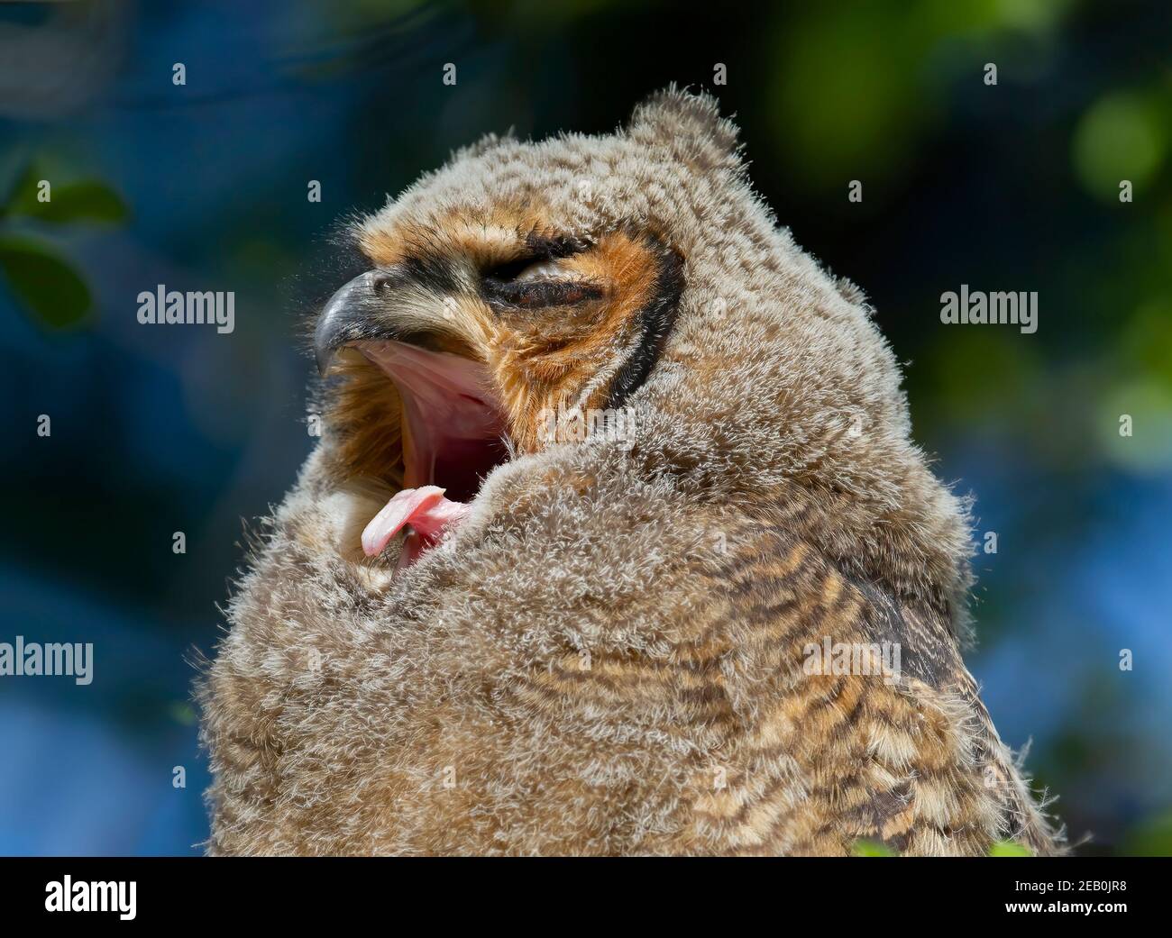 Grand Owlet à cornes perchée sur branche dans la forêt au printemps, Canada Banque D'Images