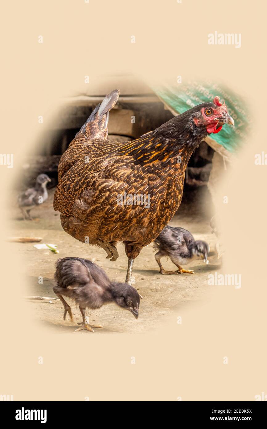 Une belle mère poule est à la recherche de nourriture avec ses petits, illustration isolée Banque D'Images