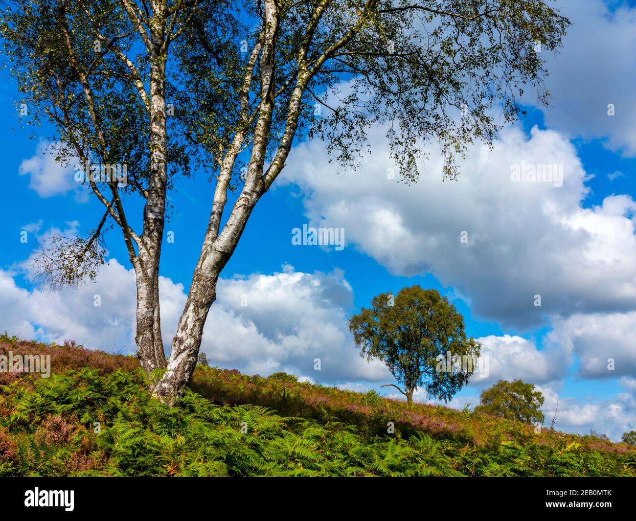 Bouleau argenté betula pendula arbres en été soleil sur Cannock Chase dans Staffordshire Angleterre Royaume-Uni. Banque D'Images