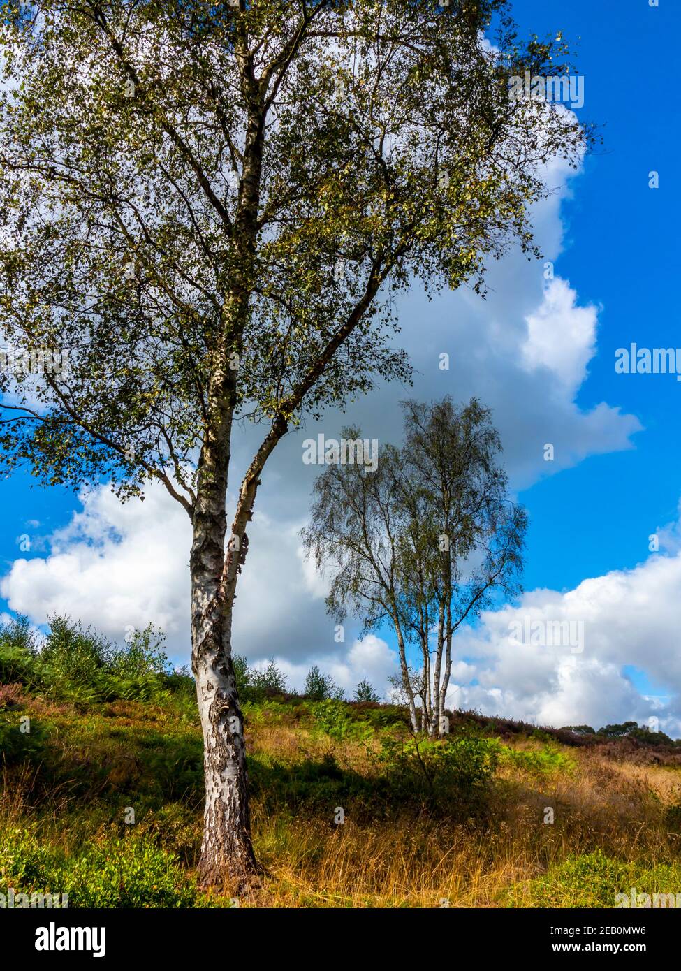 Bouleau argenté betula pendula arbres en été soleil sur Cannock Chase dans Staffordshire Angleterre Royaume-Uni. Banque D'Images