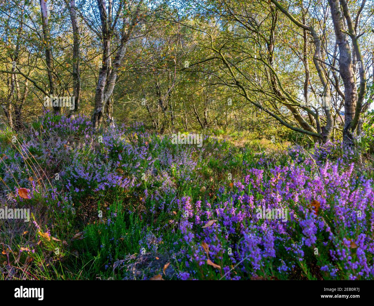 Chiné et arbres à la fin de l'été à Stone Edge an Ancien site de fusion de plomb à Spitewinter près de Chesterfield dans le Derbyshire Peak District Angleterre Royaume-Uni Banque D'Images