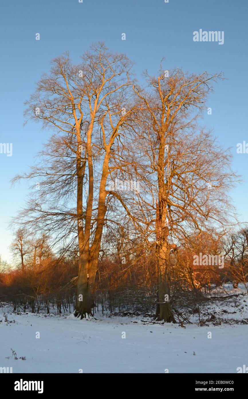 Historique Knole House and Park, un monument Tudor à Sevenoaks, dans le Kent, en février 2021, lors d'une « bête de l'est », lors d'une journée glaciale avec de la neige Banque D'Images