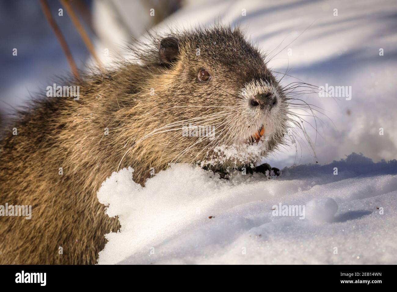 Haltern-Am-See, NRW, Allemagne. 11 février 2021. Un des petits bébés de coypu se digère dans la neige pour grignoter des glands et des brindilles. La famille du coypus (Myocastor coypus), également connu sous le nom de nutria ou de castors rats, maman et elle maintenant cinq mois bébés, semblent tous avoir survécu aux récentes tempêtes de neige et profitent clairement du beau soleil et des températures plus chaudes aujourd'hui. Les animaux ont été repérés pour la première fois autour du lac Haltern l'année dernière. Credit: Imagetraceur/Alamy Live News Banque D'Images