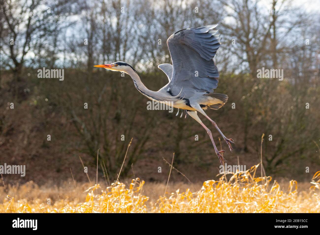 Gray Heron, Ardea cinerea, en vol, Angleterre, Royaume-Uni. Les hérons sont de grands oiseaux à gué souvent vus pêcher dans l'eau et ont des battements d'aigme lents. Banque D'Images