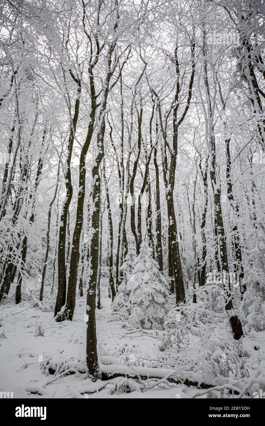 Forêt de montagne en hiver Banque D'Images