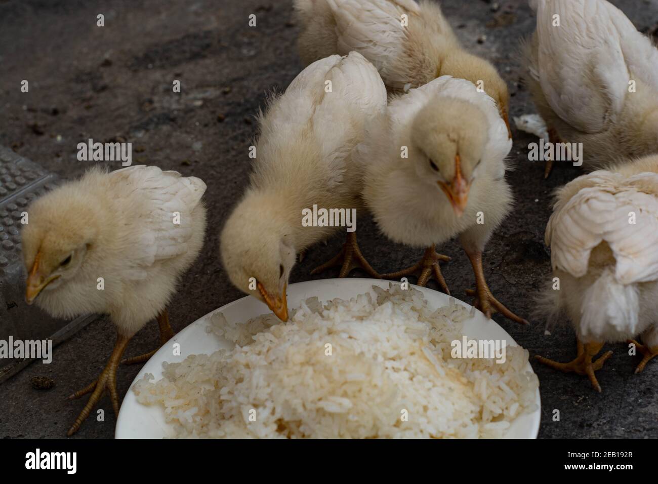 Petit poulet manger et laisser sur le toit Banque D'Images Petit poulet manger et laisser sur le toit Banque D'Images