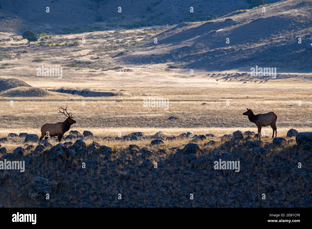 Wapiti (Cervus canadensis). Parc national de Yellowstone, Wyoming, États-Unis. Banque D'Images