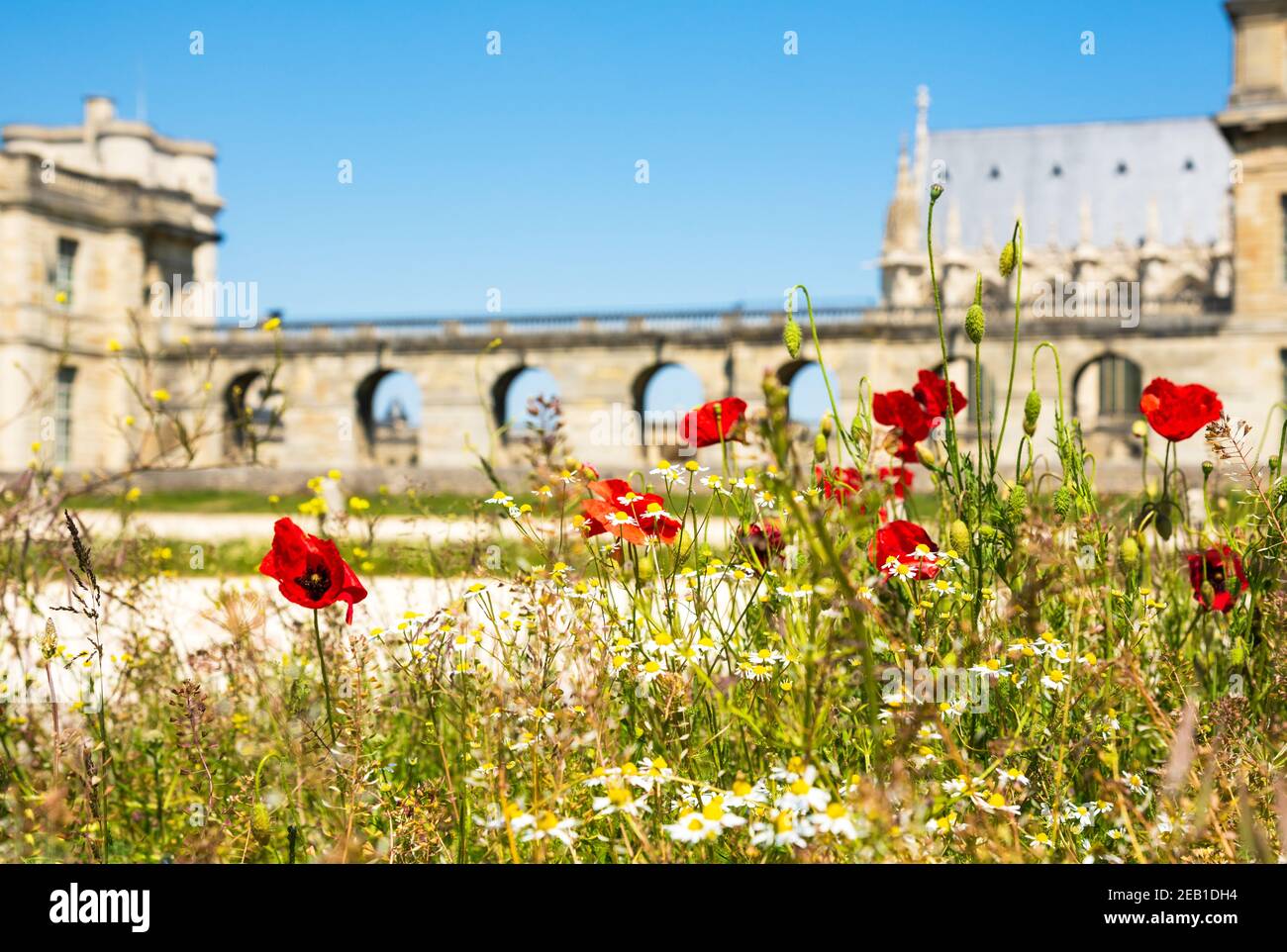 Château de Vincennes près de Paris, France vu à travers la floraison de fleurs sauvages, concept de patrimoine français, paysage touristique européen par jour ensoleillé Banque D'Images