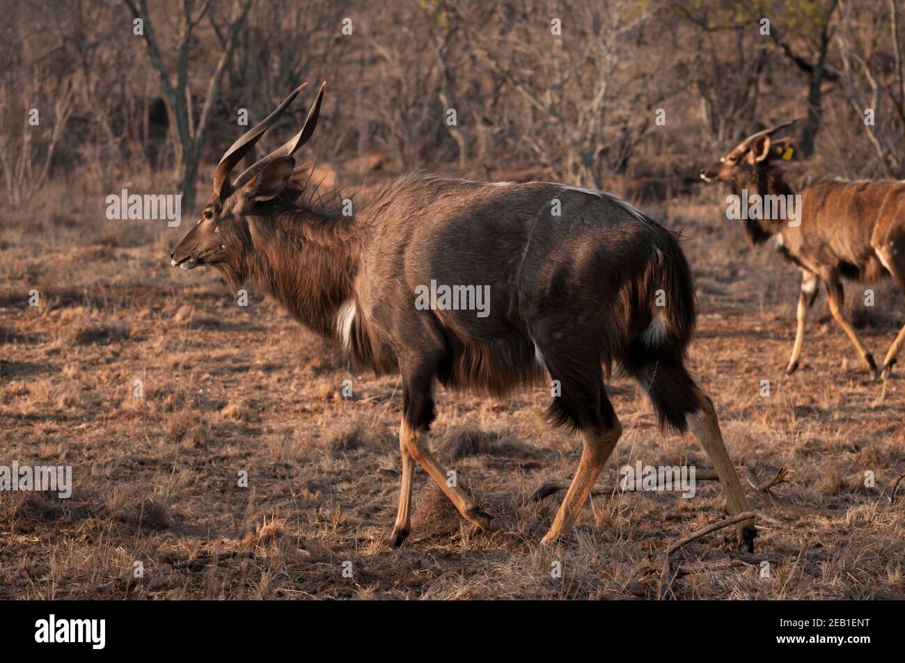 Antilope de Nyala sur un ranch près de Melkrivier, province du Limpopo, Afrique du Sud. Banque D'Images