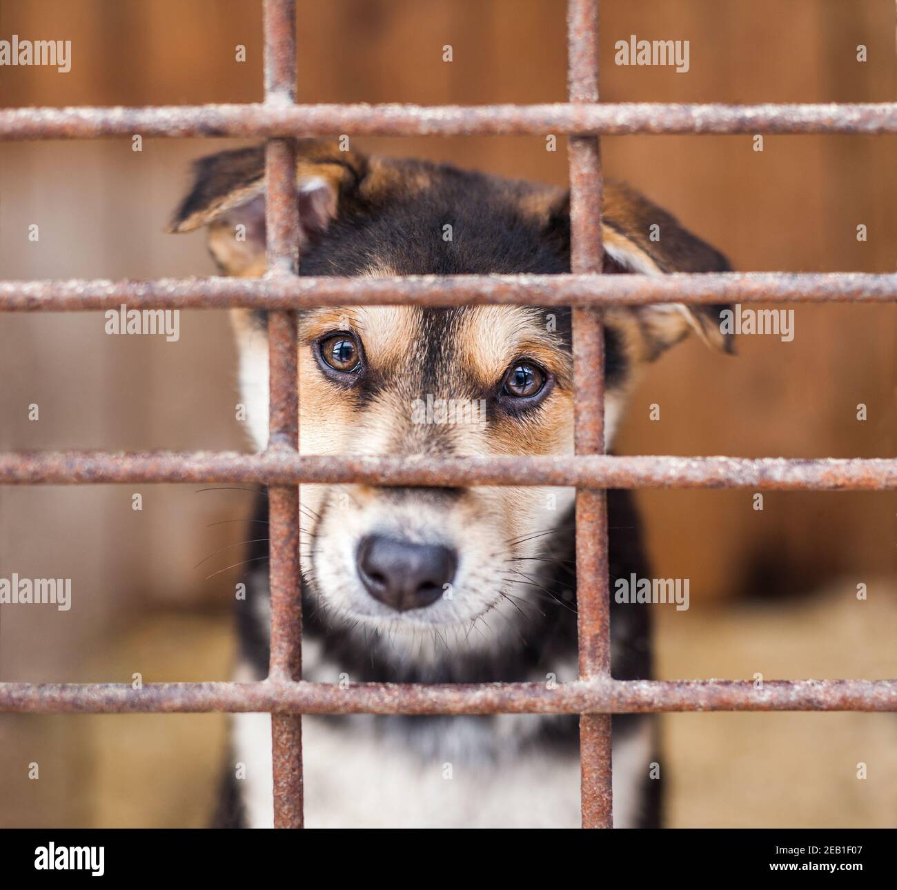 Chiot chien enfermé dans la cage en attendant l'adoption Banque D'Images