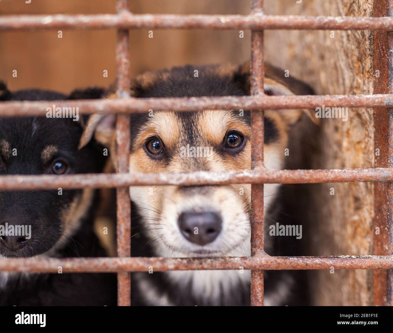 Chien chiot verrouillé dans la cage (abri pour animaux) regarder l'appareil photo Banque D'Images