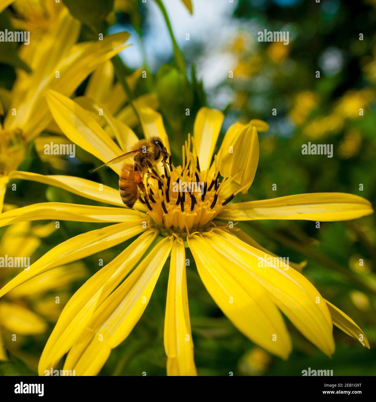 Abeille (Apis mellifera) sur fleur jaune Cup Plant (Silphium perfoliatum) à Prospect Park, Brooklyn, New York États-Unis. Espèces introduites et envahissantes. Banque D'Images