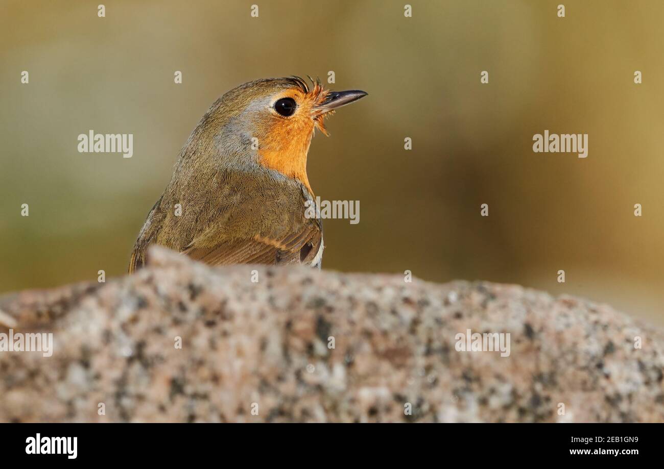 Un oiseau robin européen (erithacus rubecula) se cachant derrière un rocher Banque D'Images