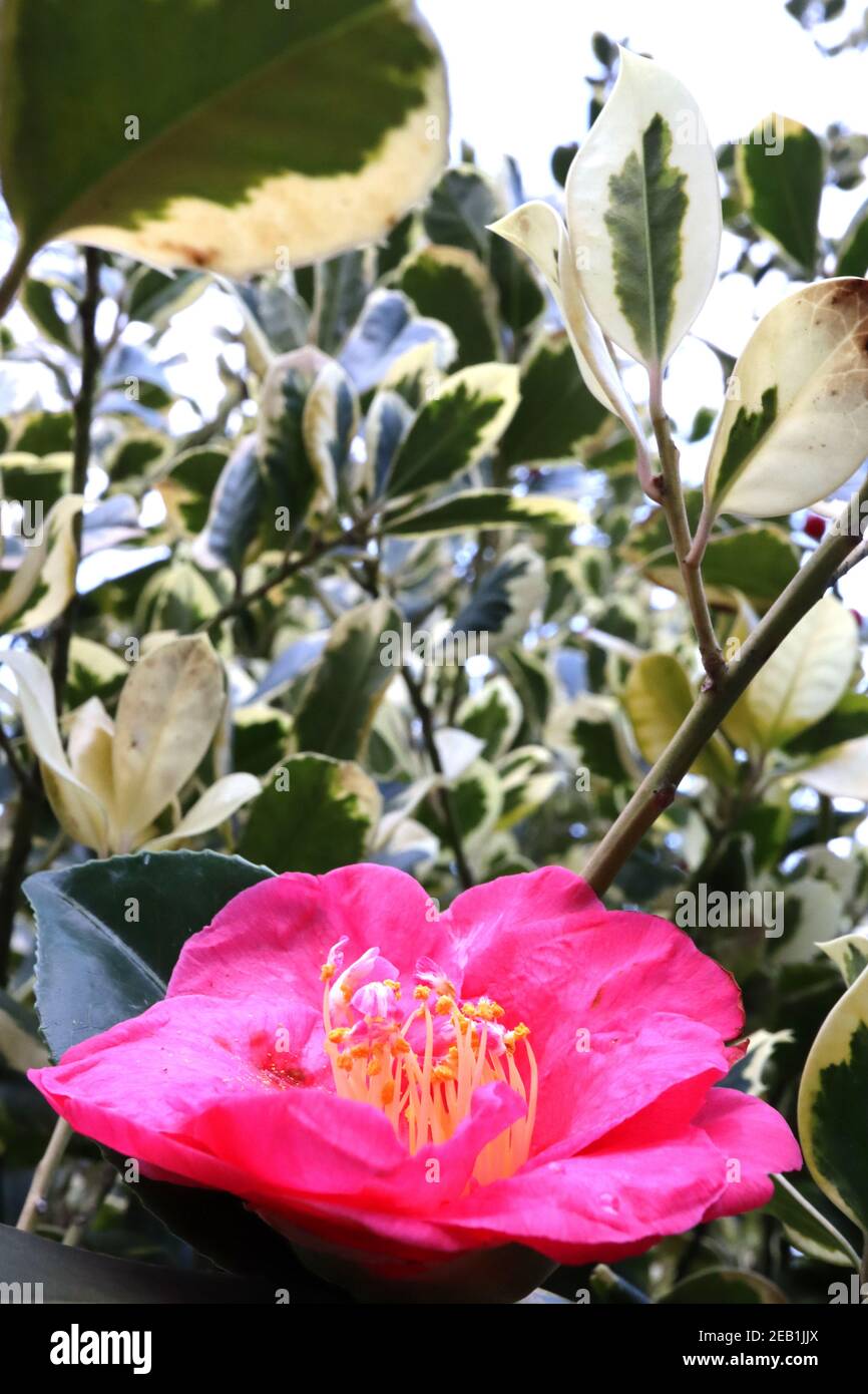 Camellia japonica «Doctor King» Doctor King Camellia – rouge pourpre semi double fleur avec étamines saillantes, février, Angleterre, Royaume-Uni Banque D'Images