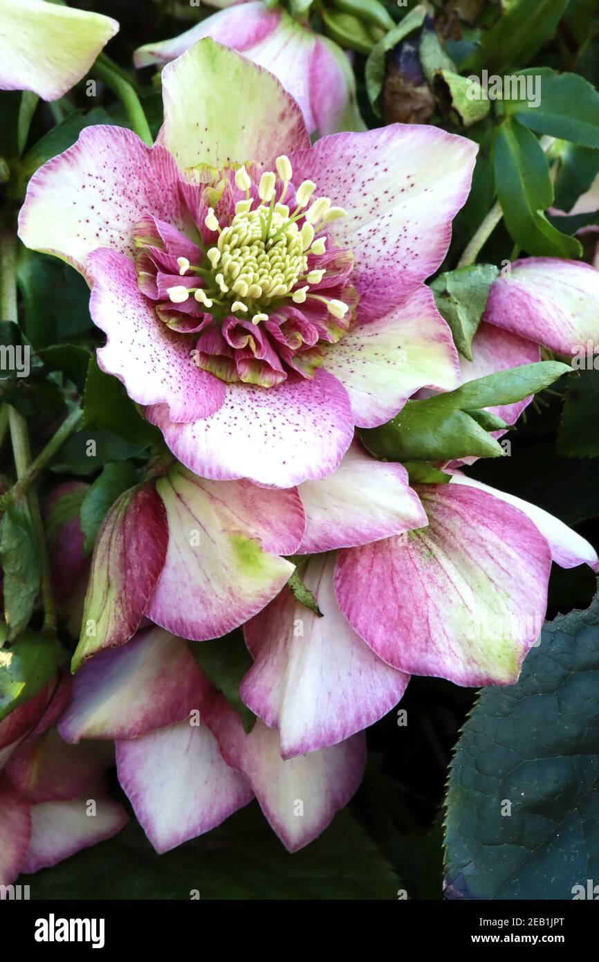 Helleborus x hybridus ‘Cherry Blossom’ (série Winter Jewels) hellebore Cherry Blossom – fleur rose profonde avec volant intérieur violet, février, Angleterre Banque D'Images