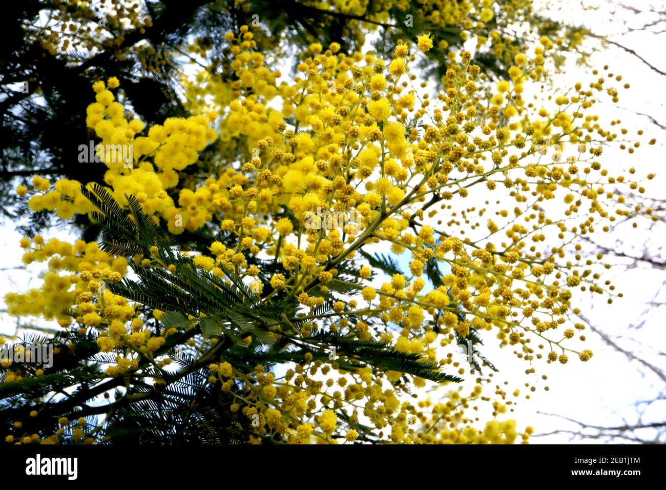 Acacia dealbata Mimosa – grappes de fleurs rondes et moelleuses à tiges vertes et feuilles de plumes, février, Angleterre, Royaume-Uni Banque D'Images
