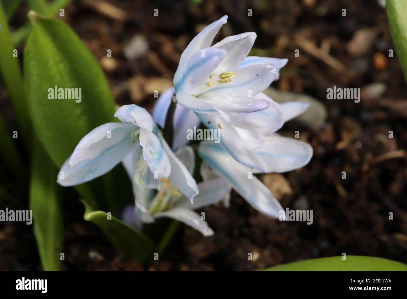 Scilla mischtschenkoana «Tubergeniana» Misczenko squill Tubergeniana – fleurs blanches en forme de cloche avec nervures bleues, février, Angleterre, Royaume-Uni Banque D'Images