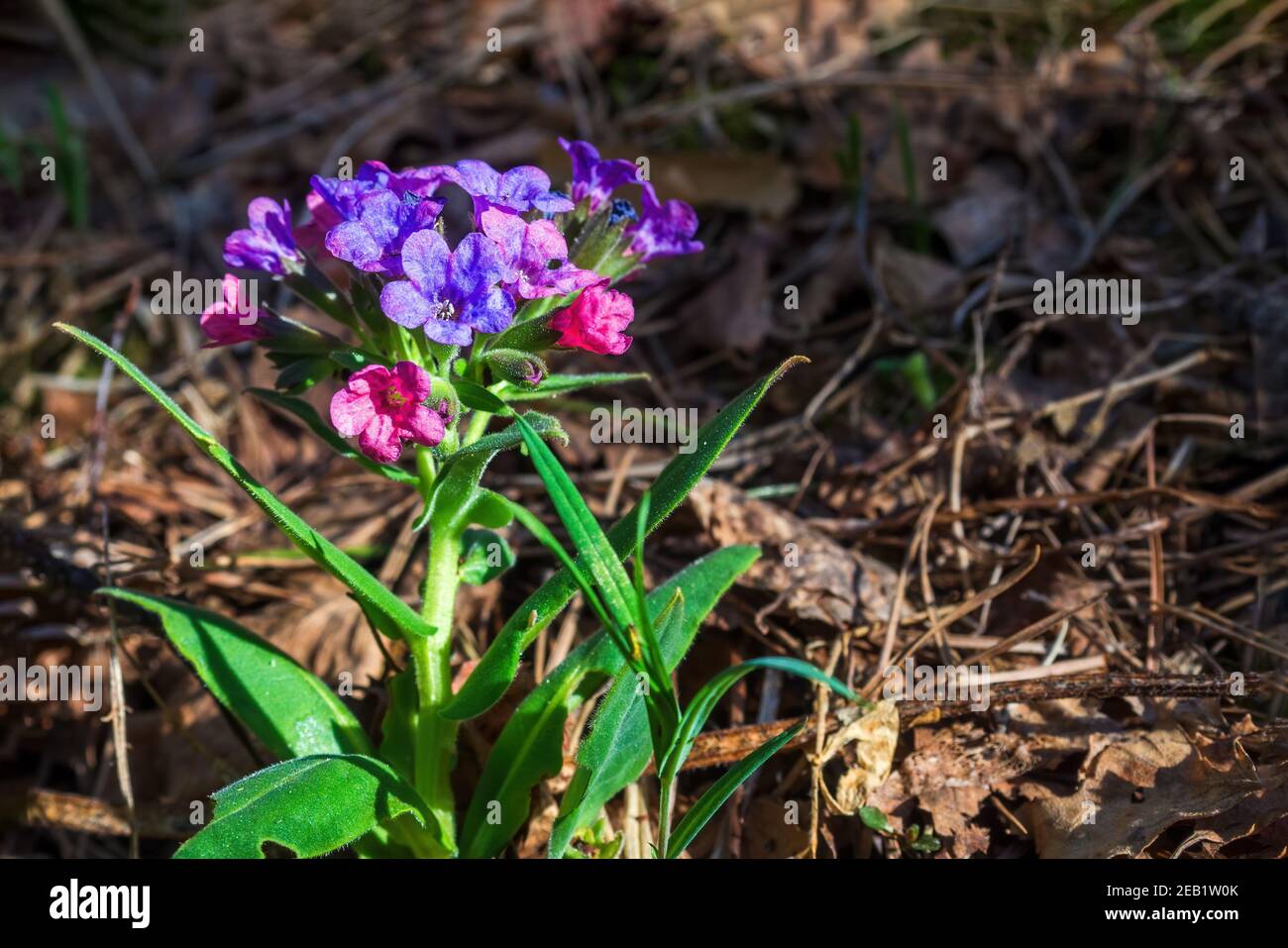 Gros plan des fleurs en fleurs Pulmonaria mollis le jour ensoleillé du printemps. Mise au point sélective, espace de copie Banque D'Images Gros plan des fleurs en fleurs Pulmonaria mollis le jour ensoleillé du printemps. Mise au point sélective, espace de copie Banque D'Images