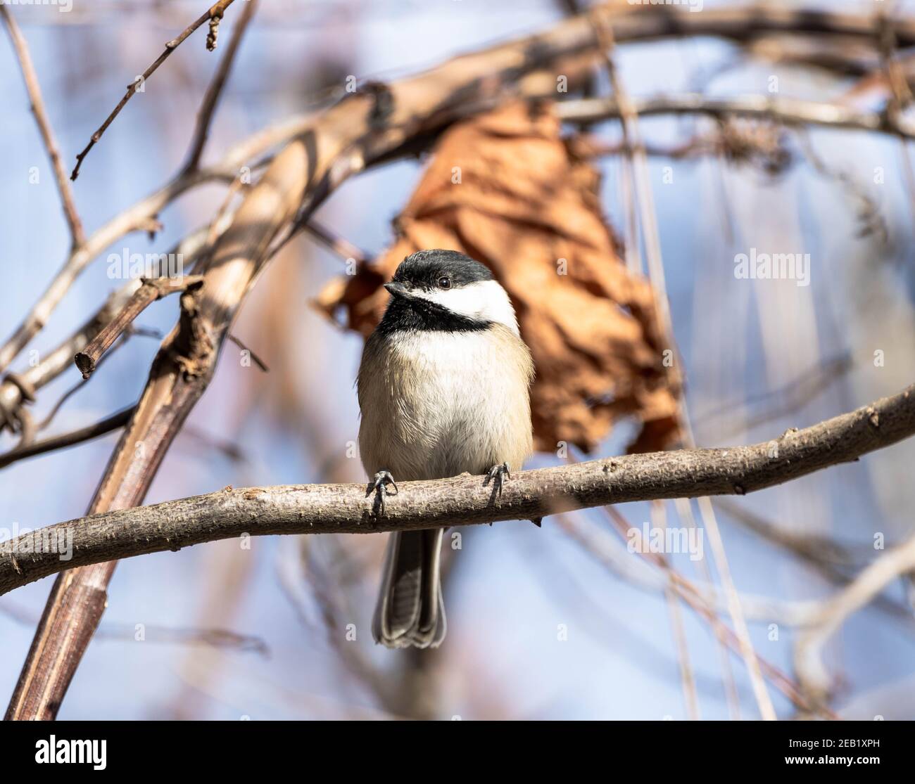 petit finch assis sur une branche Banque D'Images